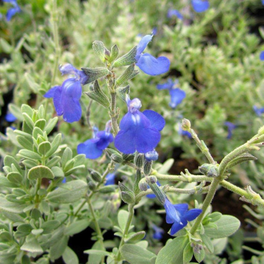 Germander Sage  - Salvia chamaedryoides