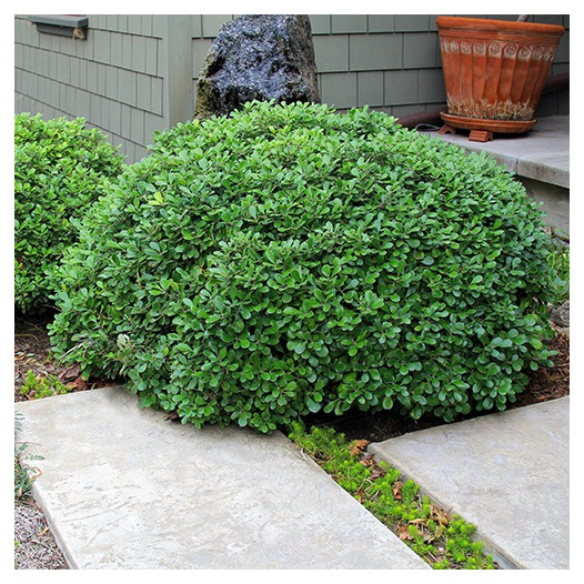Dwarf Karo - Pittosporum crassifolium 'Nana'