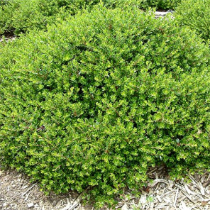 Emeral Carpet Manzanita - Arctostaphylos densiflorus 'Emerald Carpet'