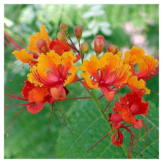 Mexican Bird of Paradise - Caesalpinia pulcherrima