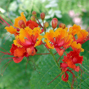 Mexican Bird of Paradise - Caesalpinia pulcherrima