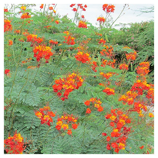 Mexican Bird of Paradise  - Caesalpinia pulcherrima