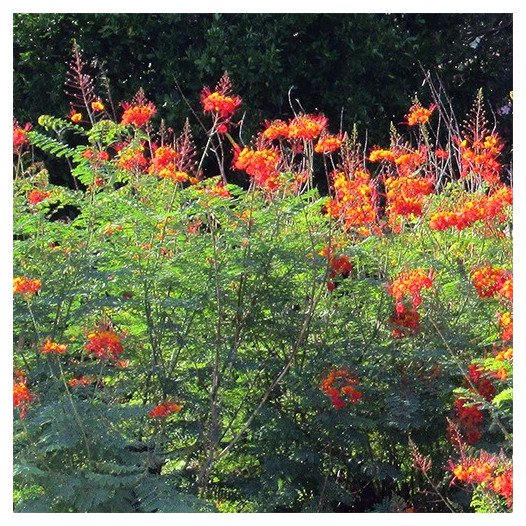 Pruning Mexican Bird Of Paradise