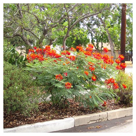 Mexican Bird of Paradise  - Caesalpinia pulcherrima