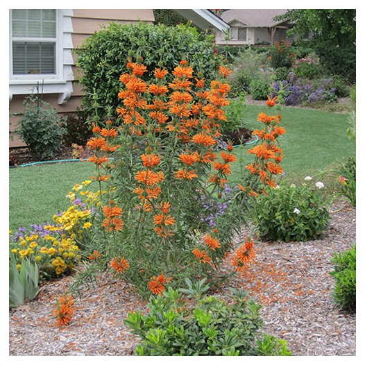 Lion's Tail  - leonotis leonurus