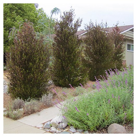 Purple Hopseed Bush - Dodonaea Viscosa Purpurea