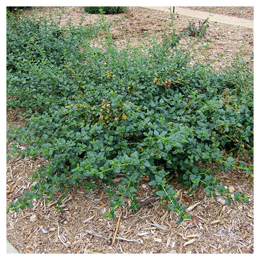 Ceanothus Griseus Horizontalis - Yankee Point - Mountain Lilac