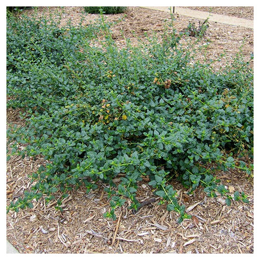 Ceanothus Griseus Horizontalis - Yankee Point  - Mountain Lilac