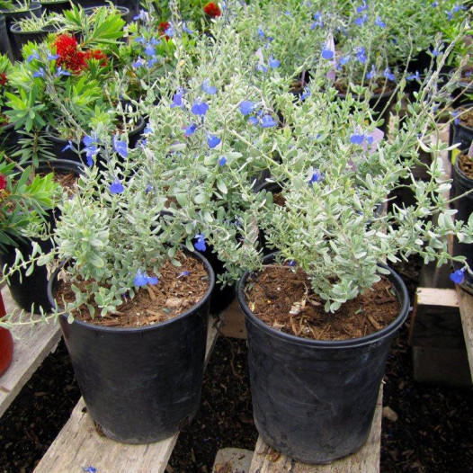 Germander Sage - Salvia chamaedryoides