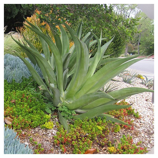 Octapus Agave  - Agave vilmoriniana