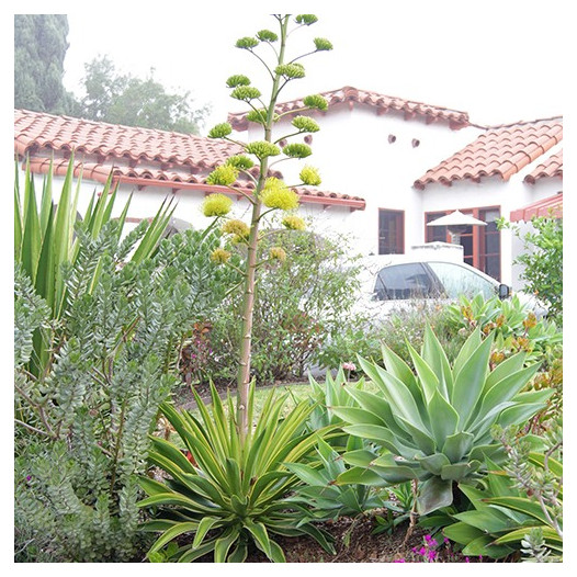 Variegated Dwarf Agave - Agave desmettiana 'Variegata'