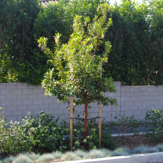 Marina Strawberry Tree  - Arbutus Marina