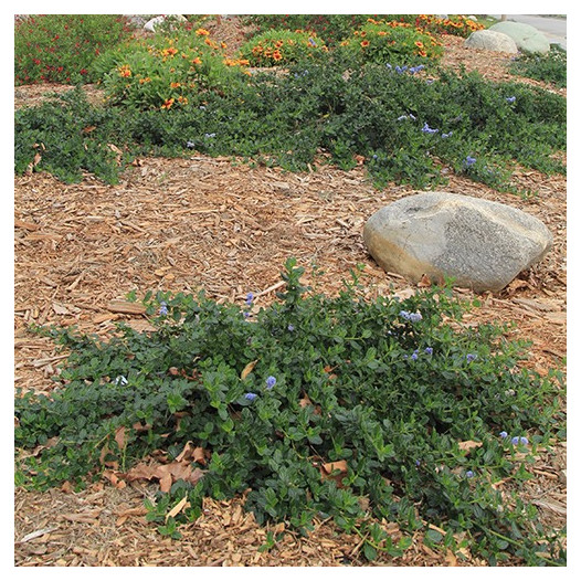 Ceanothus Griseus Horizontalis - Yankee Point - Mountain Lilac