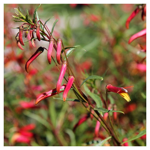 Mexican Cardinal  - Lobelia Laxiflora