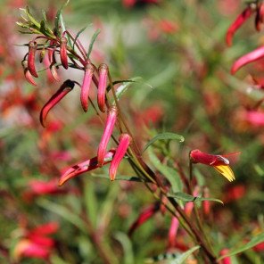 Mexican Cardinal - Lobelia Laxiflora