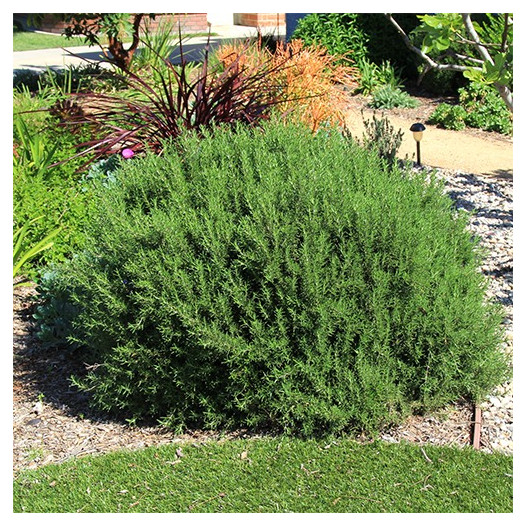 Tuscan Blue Rosemary - Roemarinus officinalis Tuscan Blue