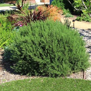 Tuscan Blue Rosemary - Roemarinus officinalis Tuscan Blue