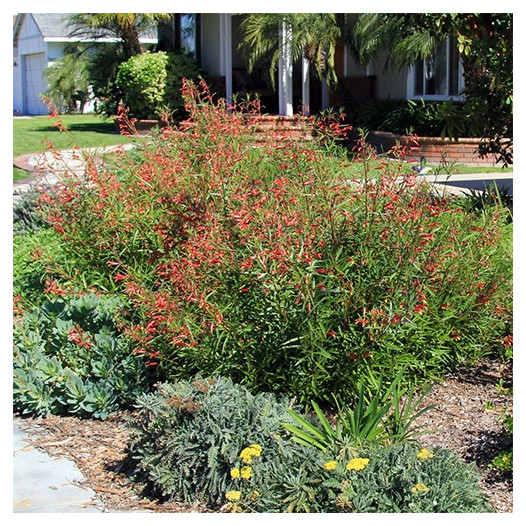 Mexican Cardinal  - Lobelia Laxiflora