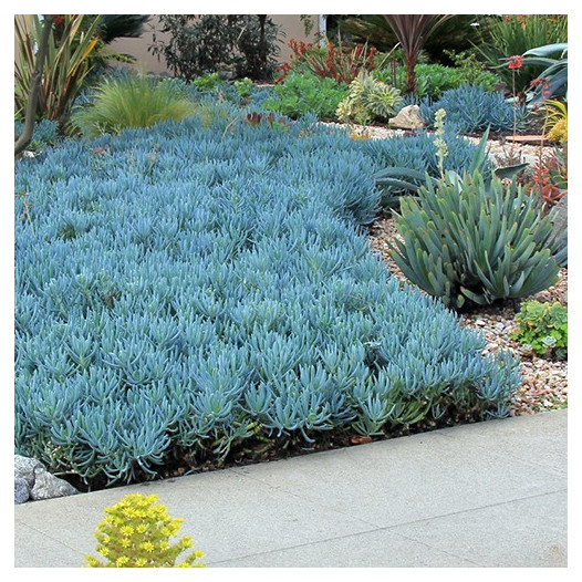 Kleina (Blue Chalk Sticks)  - Senecio mandroliscae