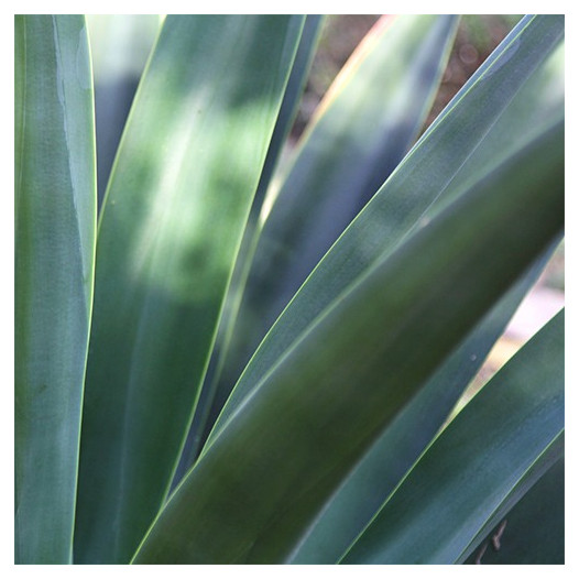 Octapus Agave  - Agave vilmoriniana