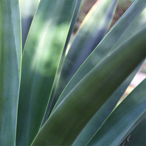 Octapus Agave - Agave vilmoriniana