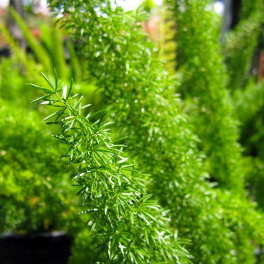 Myers Fern (Fox Tail Fern)  - Asparagus densiflorus Myers