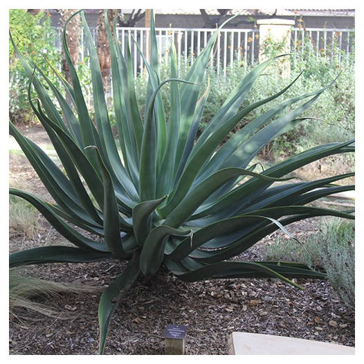 Octapus Agave  - Agave vilmoriniana