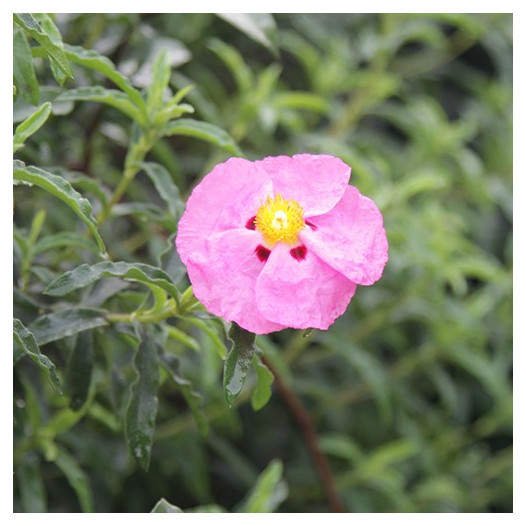 Purple Rock Rose  - Cistus x Purpureus