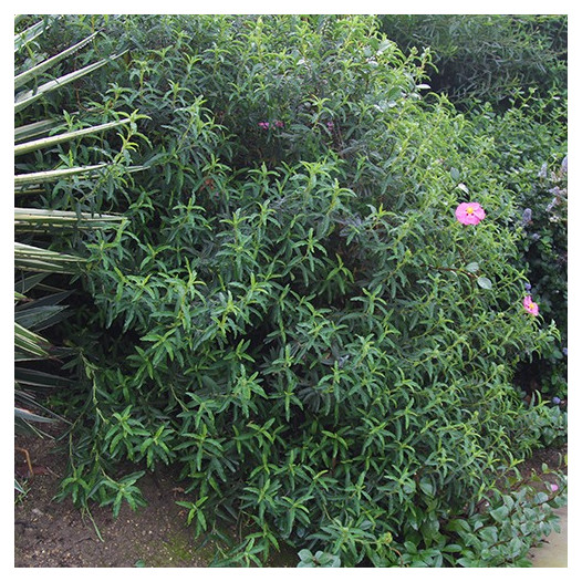 Purple Rock Rose  - Cistus x Purpureus