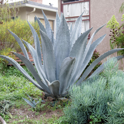 Century Plant  - Agave americana