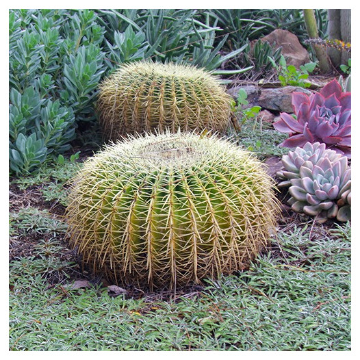 Golden Barrel Cactus  - Echinocactus grusonii