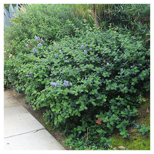 Ceanothus Griseus Horizontalis - Yankee Point - Mountain Lilac