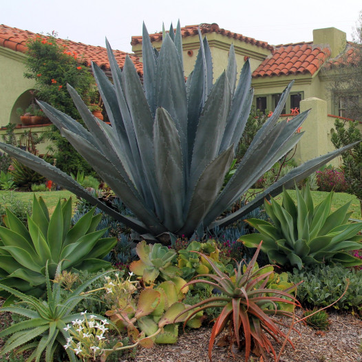 Century Plant  - Agave americana