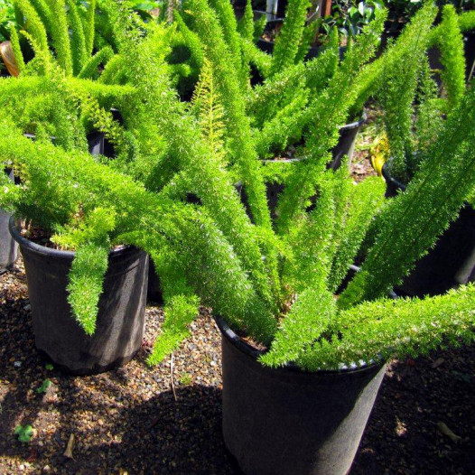 Myers Fern (Fox Tail Fern)  - Asparagus densiflorus Myers