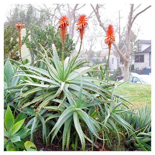 Tree Aloe  - Aloe Arborescens