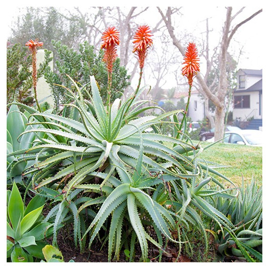 Tree Aloe - Aloe Arborescens