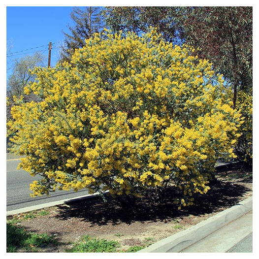 Knifeleaf Acacia  - Acacia cultriformis