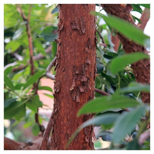 Marina Strawberry Tree  - Arbutus Marina