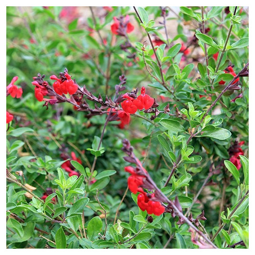 Autumn Sage - Red - Salvia Gregii