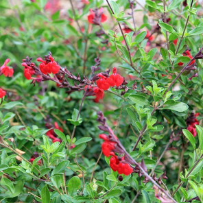 Autumn Sage - Red - Salvia Gregii