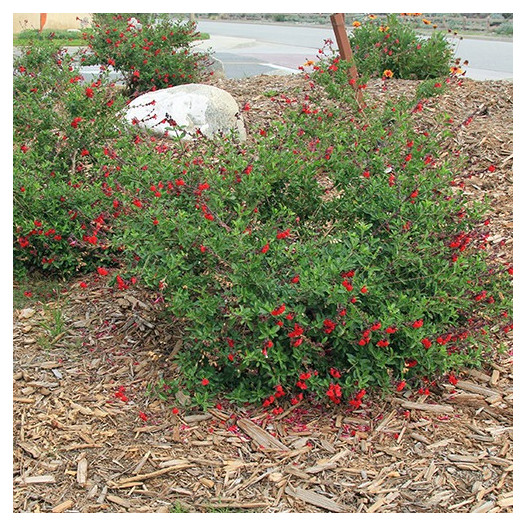 Autumn Sage - Red  - Salvia Gregii