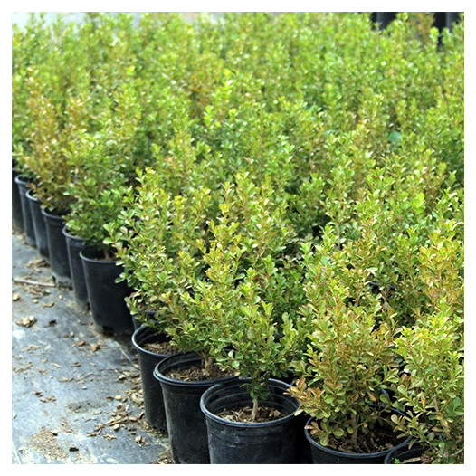 Japanese Boxwood  - Buxus Microphylla Japonica