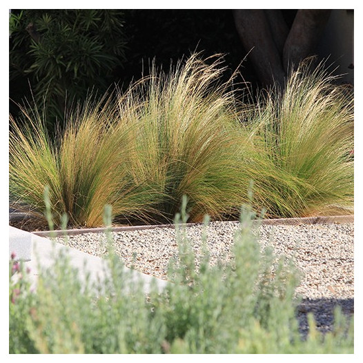 Mexican Feather Grass  - Nassella Stipa tenuissima