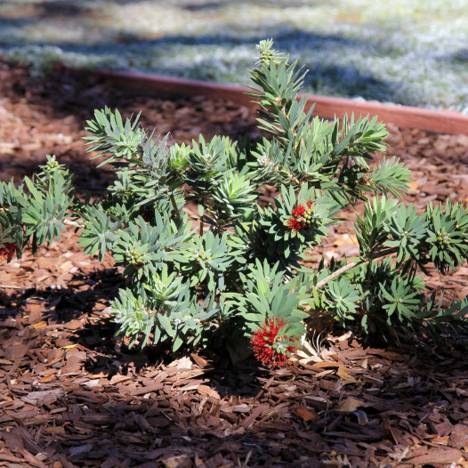 Little John Bottlebrush  - Callistemon citrinus