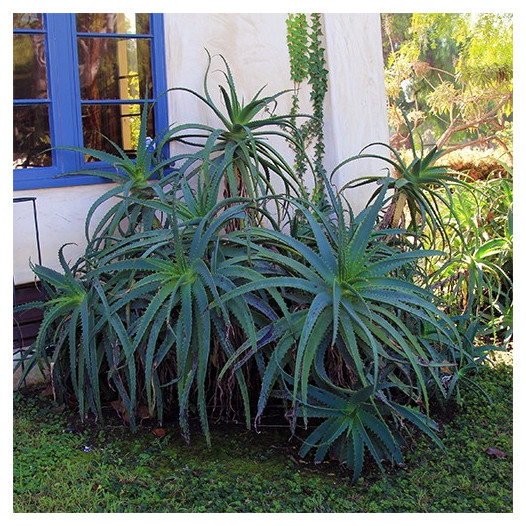 Tree Aloe - Aloe Arborescens