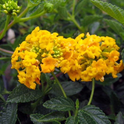 New Gold Lantana  - Lantana montevidensis New Gold