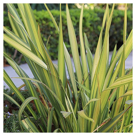 New Zealand Flax  - Phormium Yellow Wave