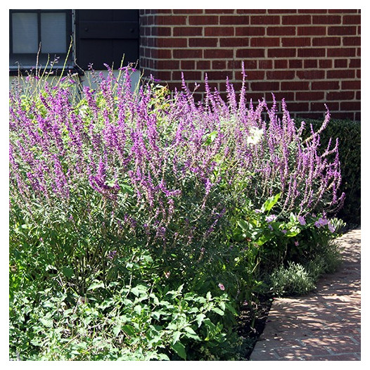 Midnight Mexican Sage - Salvia leucantha 'Midnight'
