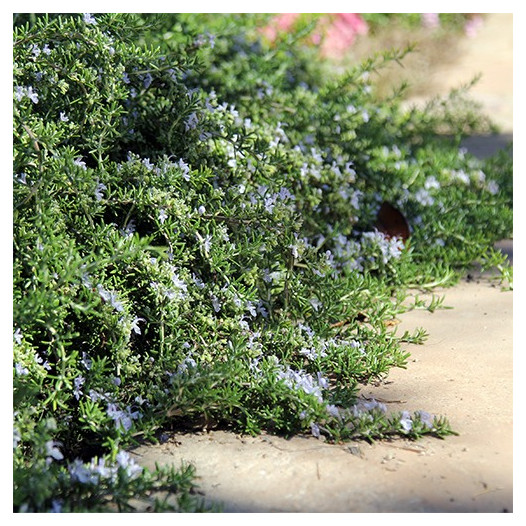 Prostrate Rosemary  - Rosmarinus officinalis Prostratus