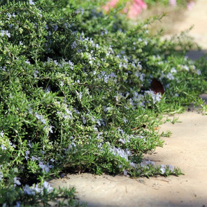 Prostrate Rosemary - Rosmarinus officinalis Prostratus